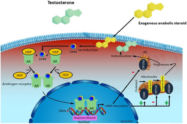 Buy Research Peptides Online